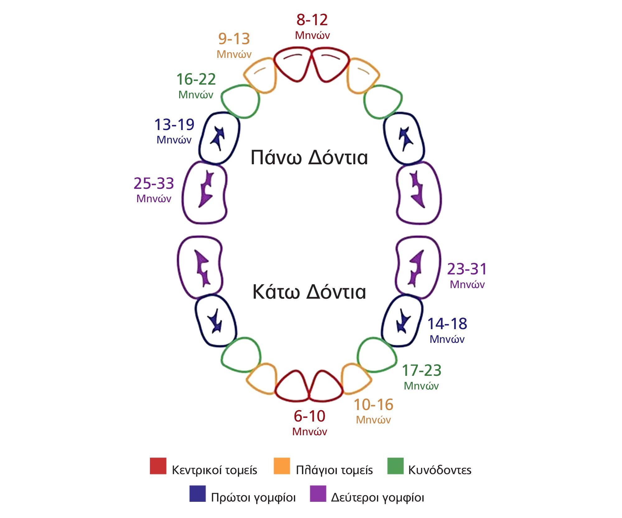 Dental Diagram